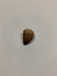 Mosaur tooth - Small 3