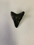 Meglodon Tooth - Small 4