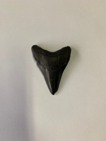 Meglodon Tooth - Small 4