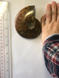 Ammonite Polished - Small 2
