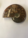 Ammonite Polished - Large