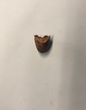 Denosuchis Tooth