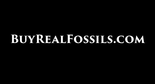Buyrealfossils.com