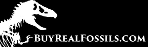  www.buyrealfossils.com