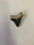 Meglodon Tooth - Small 7