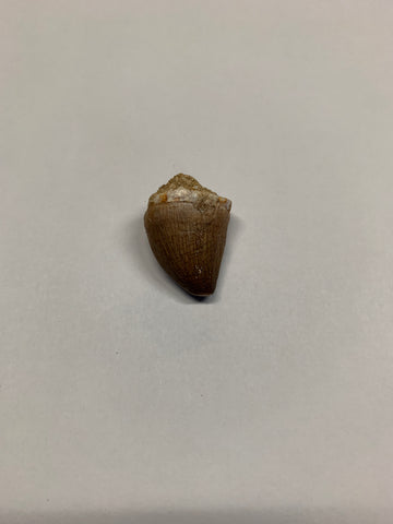 Mosaur tooth - Small 3