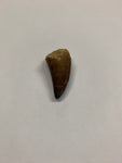 Mosaur tooth - Large 1