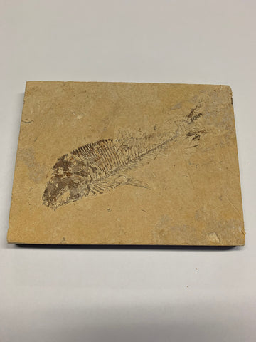 Fish Fossils - 1