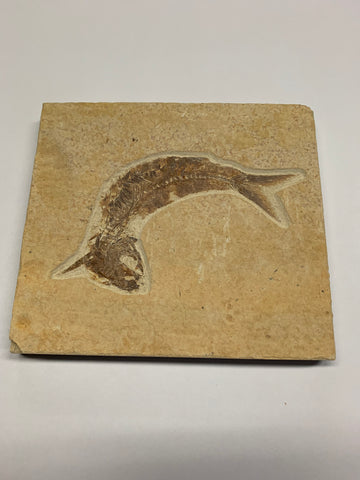 Fish Fossils - 2