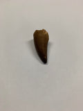 Mosaur tooth - Large 1