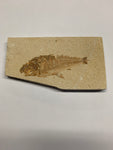 Fish Fossils - 3