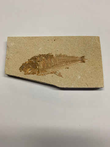 Fish Fossils - 3