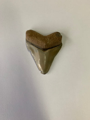 Meglodon Tooth - Medium 1