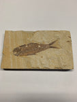 Fish Fossils - 4