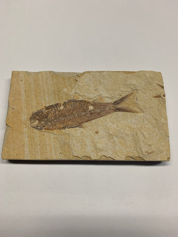 Fish Fossils - 4