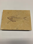 Fish Fossils - 5