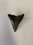 Meglodon Tooth - Medium 2