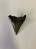 Meglodon Tooth - Medium 2