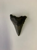 Meglodon Tooth - Medium 2