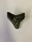 Meglodon Tooth - Medium 3