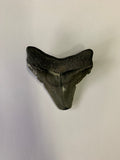 Meglodon Tooth - Medium 3