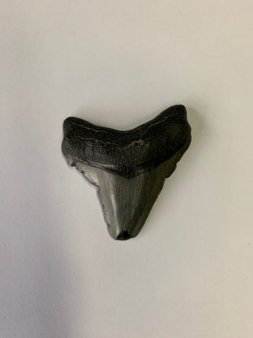 Meglodon Tooth - Medium 3
