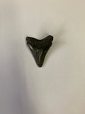 Meglodon Tooth - Small 1