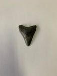 Meglodon Tooth - Small 1