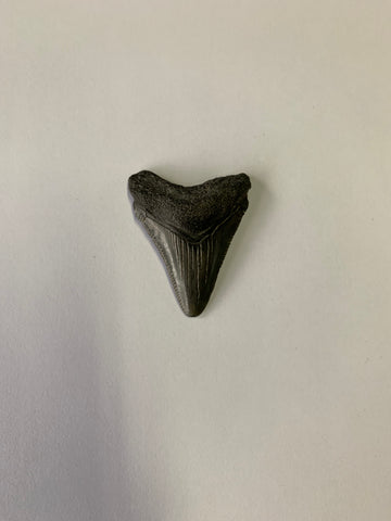 Meglodon Tooth - Small 1