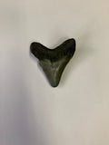 Meglodon Tooth - Small 2