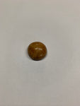 Sand Dollar Fossil - 5