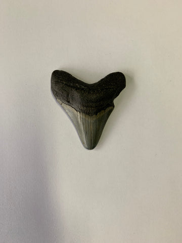 Meglodon Tooth - Small 2
