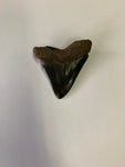 Meglodon Tooth - Small 3
