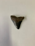 Meglodon Tooth - Small 3
