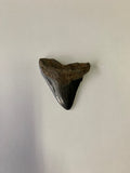 Meglodon Tooth - Small 3