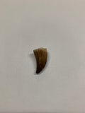 Mosaur tooth - Medium 3