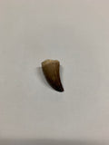Mosaur tooth - Medium 3