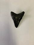 Meglodon Tooth - Small 4