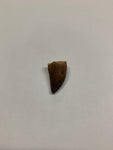 Mosaur tooth - Medium 4