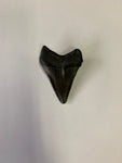 Meglodon Tooth - Small 5