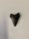Meglodon Tooth - Small 5