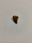 Mosaur tooth - Small 1