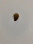 Mosaur tooth - Small 1