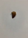Mosaur tooth - Small 1