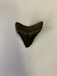 Meglodon Tooth - Small 6