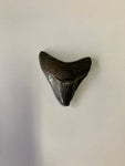 Meglodon Tooth - Small 6