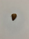 Mosaur tooth - Small 2