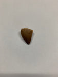 Mosaur tooth - Small 2