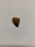 Mosaur tooth - Small 2