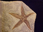 Black Rock / Starfish